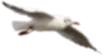 Заголовок
