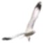 Заголовок